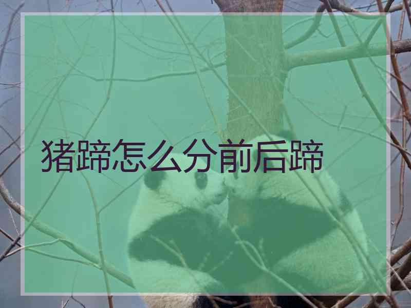 猪蹄怎么分前后蹄